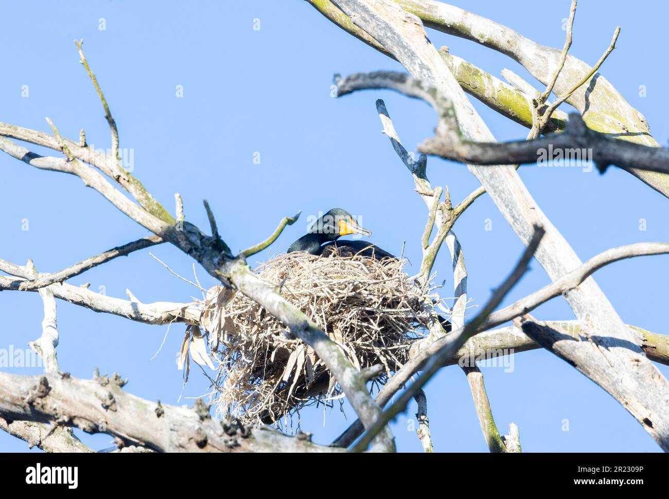 Double crested Cormorant on Nest Stock Photo - Alamy
