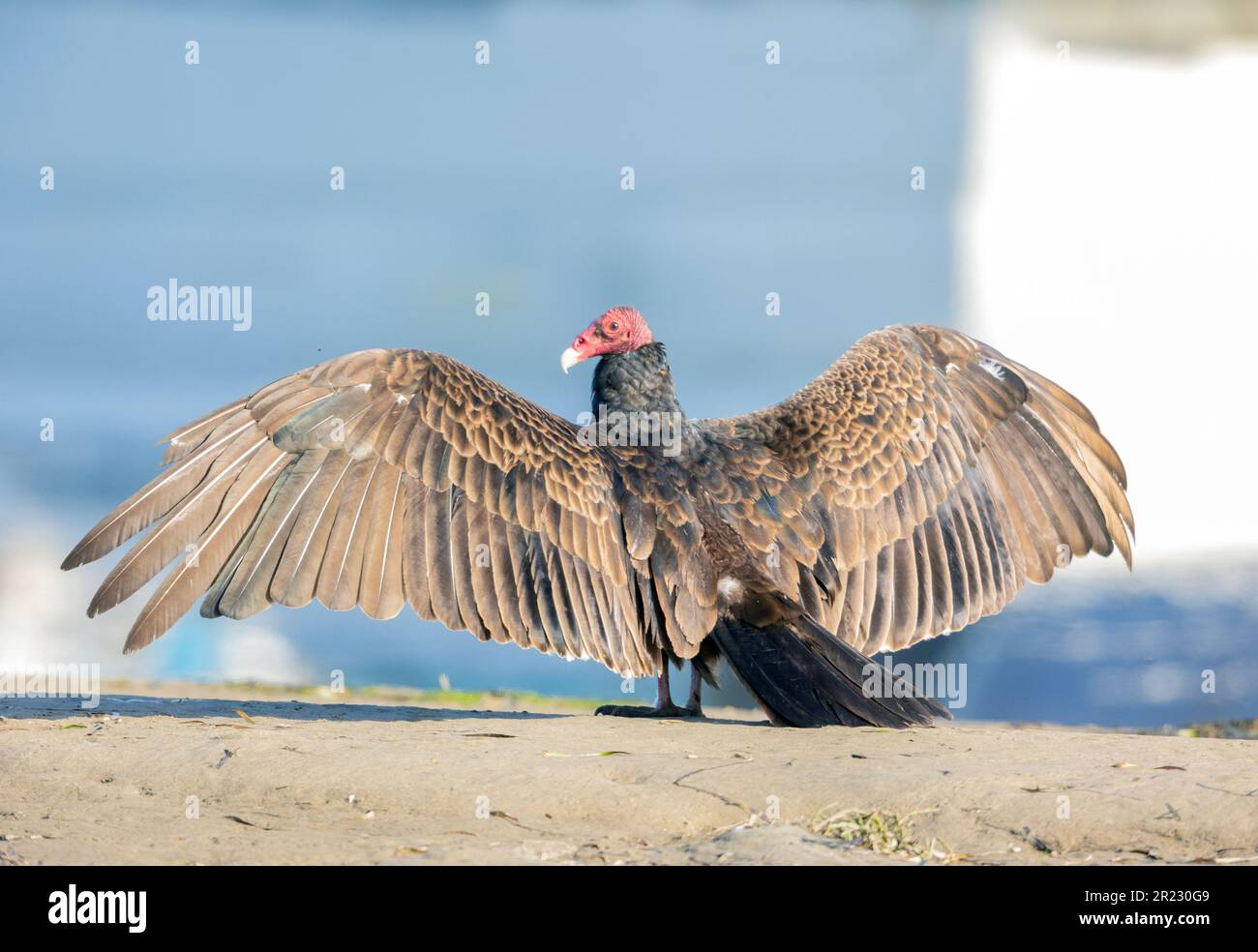 Turkey Vulture wings spread back to camera Stock Photo Alamy