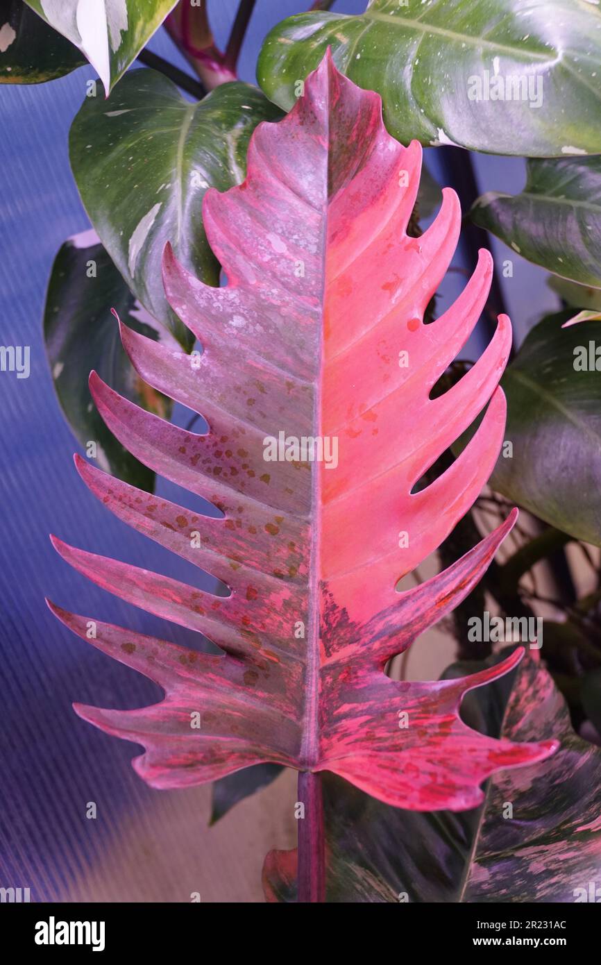 Beautiful pink and dark red variegated leaf of Philodendron Caramel Marble,  a rare and expensive tropical plant Stock Photo - Alamy
