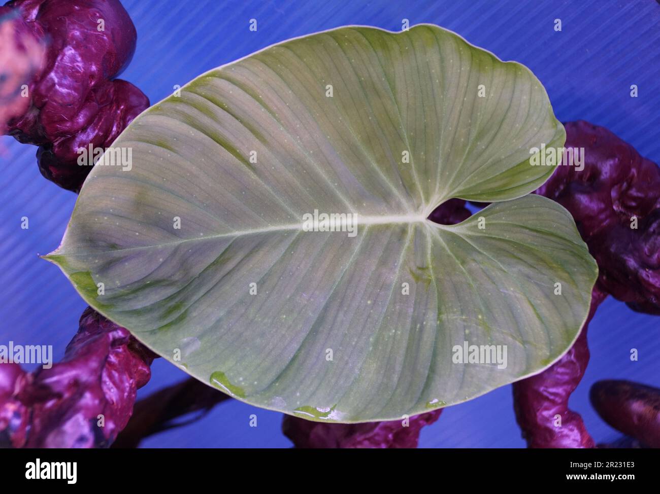 Small shape hi-res stock photography and images - Alamy