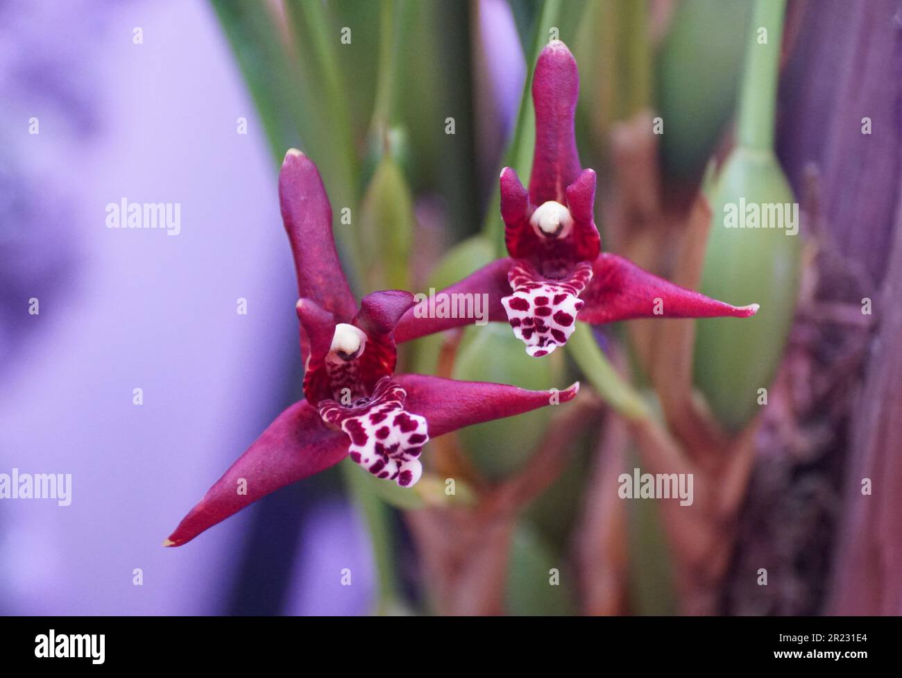 Close up of the dark flowers of Maxillaria tenuifolia, also commonly known as the Coconut orchid Stock Photo