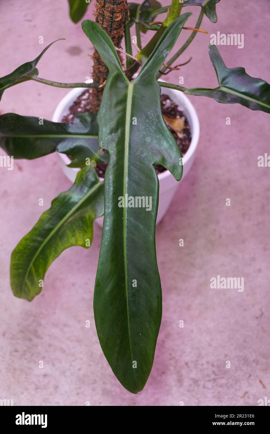 A large green leaf of Philodendron Jerry Horne, a rare tropical houseplant  Stock Photo - Alamy
