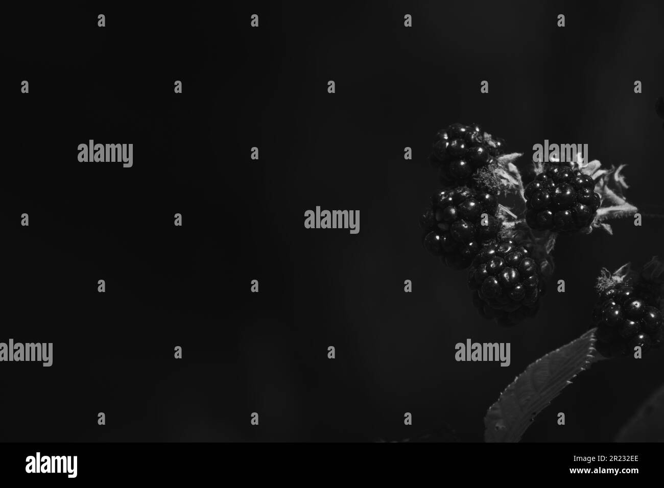 Plant berries Black and White Stock Photos & Images Alamy