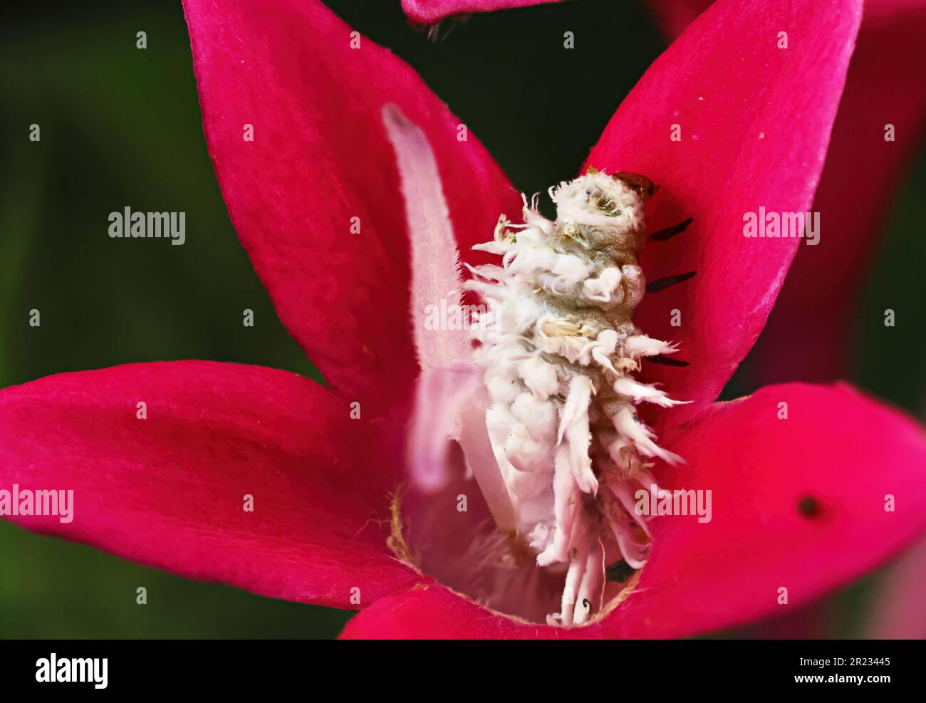 Beautiful natures flowering bloom with a white insect, caterpillar ...