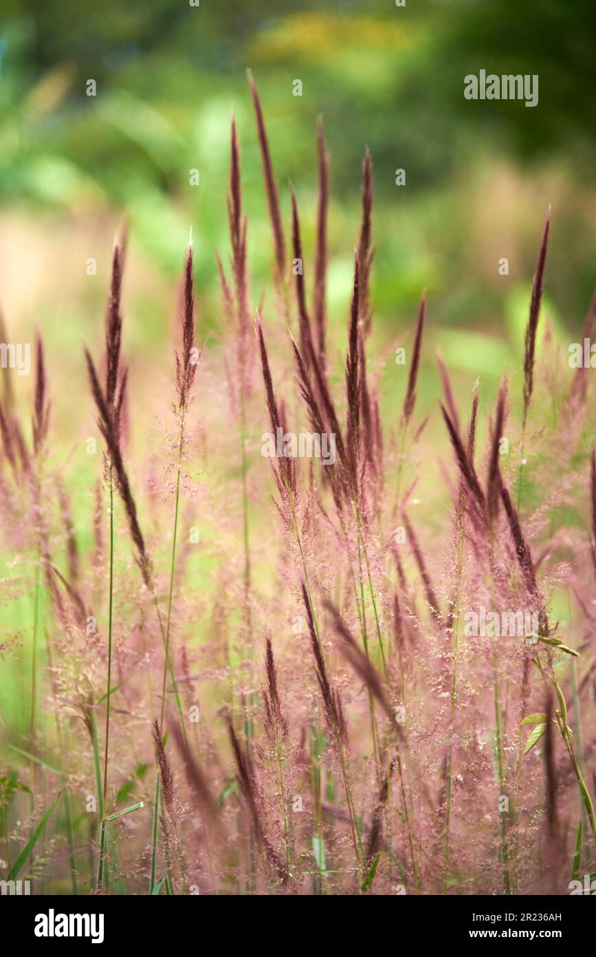 Natural scene, purple spikes on a background of green generic vegetation. Vertical composition without people with copy space. Stock Photo