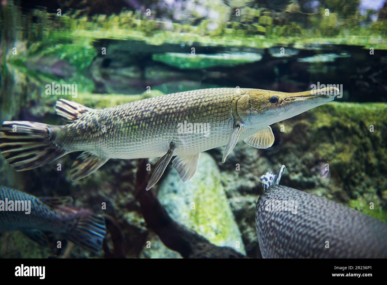 Alligator gar (Atractosteus spatula) swims in the freshwater Stock Photo