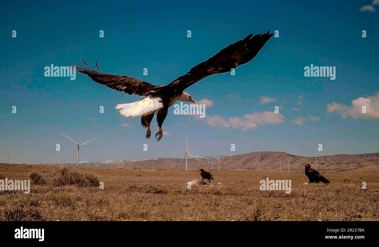 This trail camera still image provided Mike Lockhart shows a bald eagle is  seen landing on a trap set by a researcher, on April 30, 2023, near  Medicine Bow, Wyo. A captive