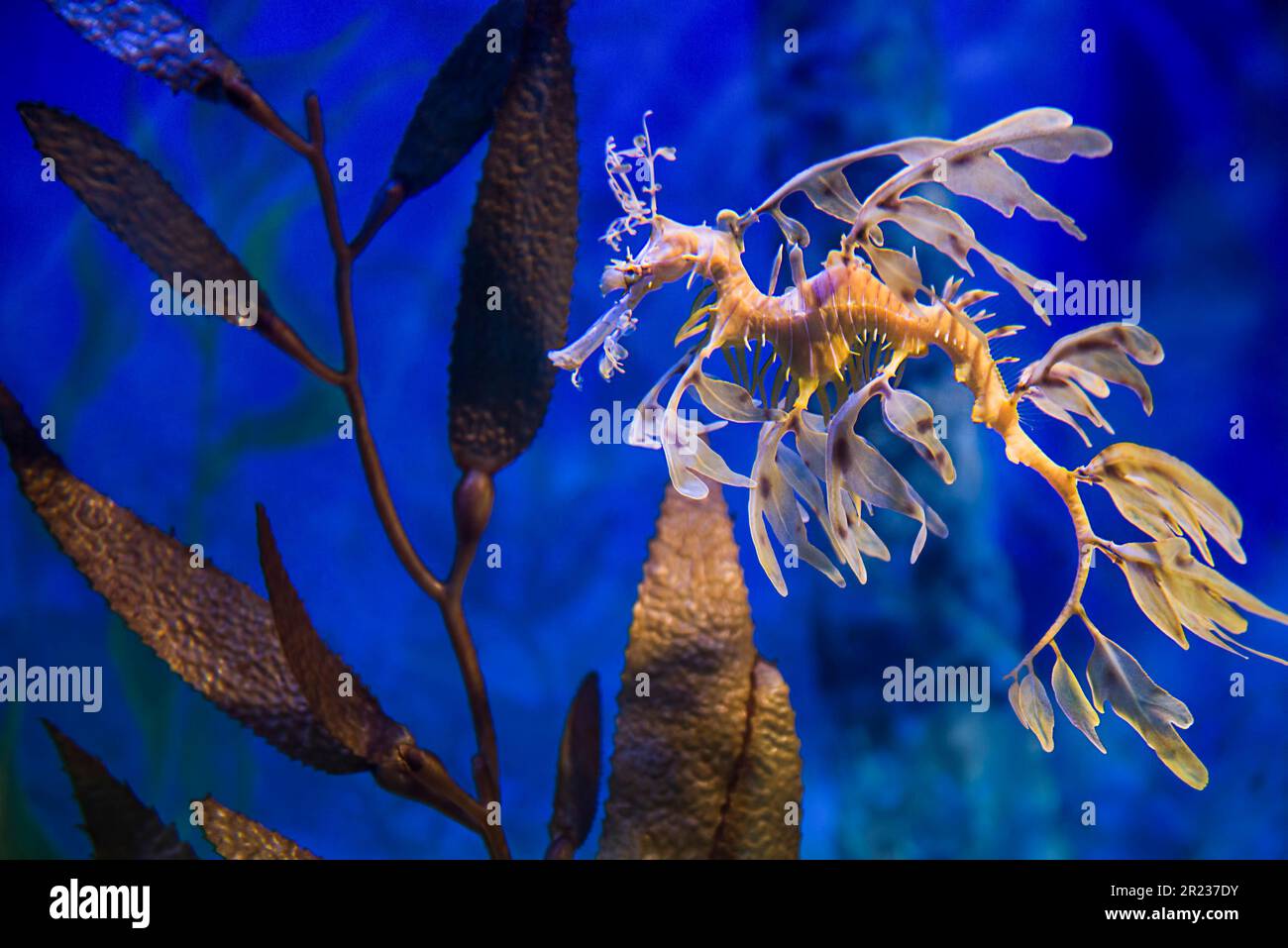 Leafy sea dragon underwater Stock Photo