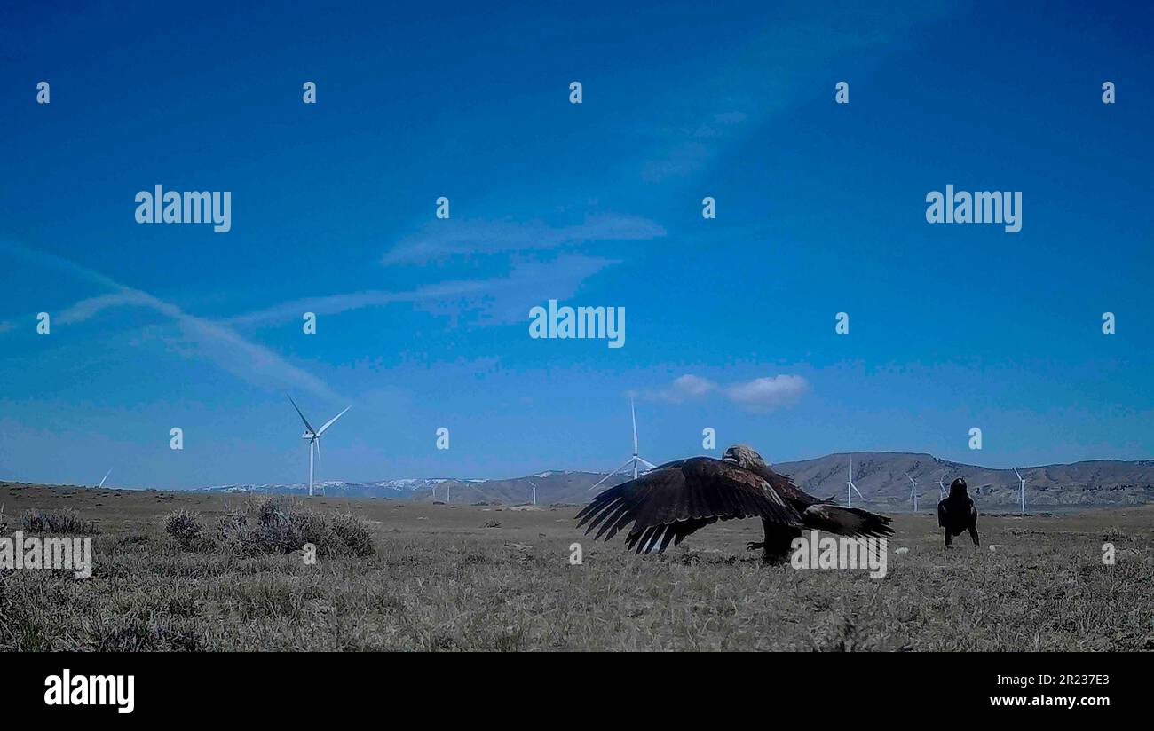 This trail camera still image provided Mike Lockhart shows a golden eagle  is seen landing on a trap set by a researcher in this trail camera  photograph, on April 30, 2023, near