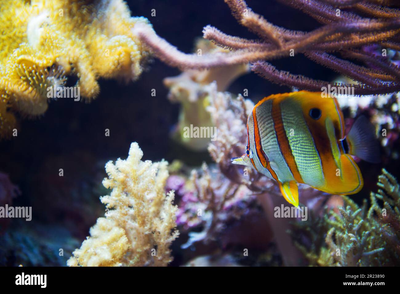 Butterfly fish in coral reef Stock Photo Alamy