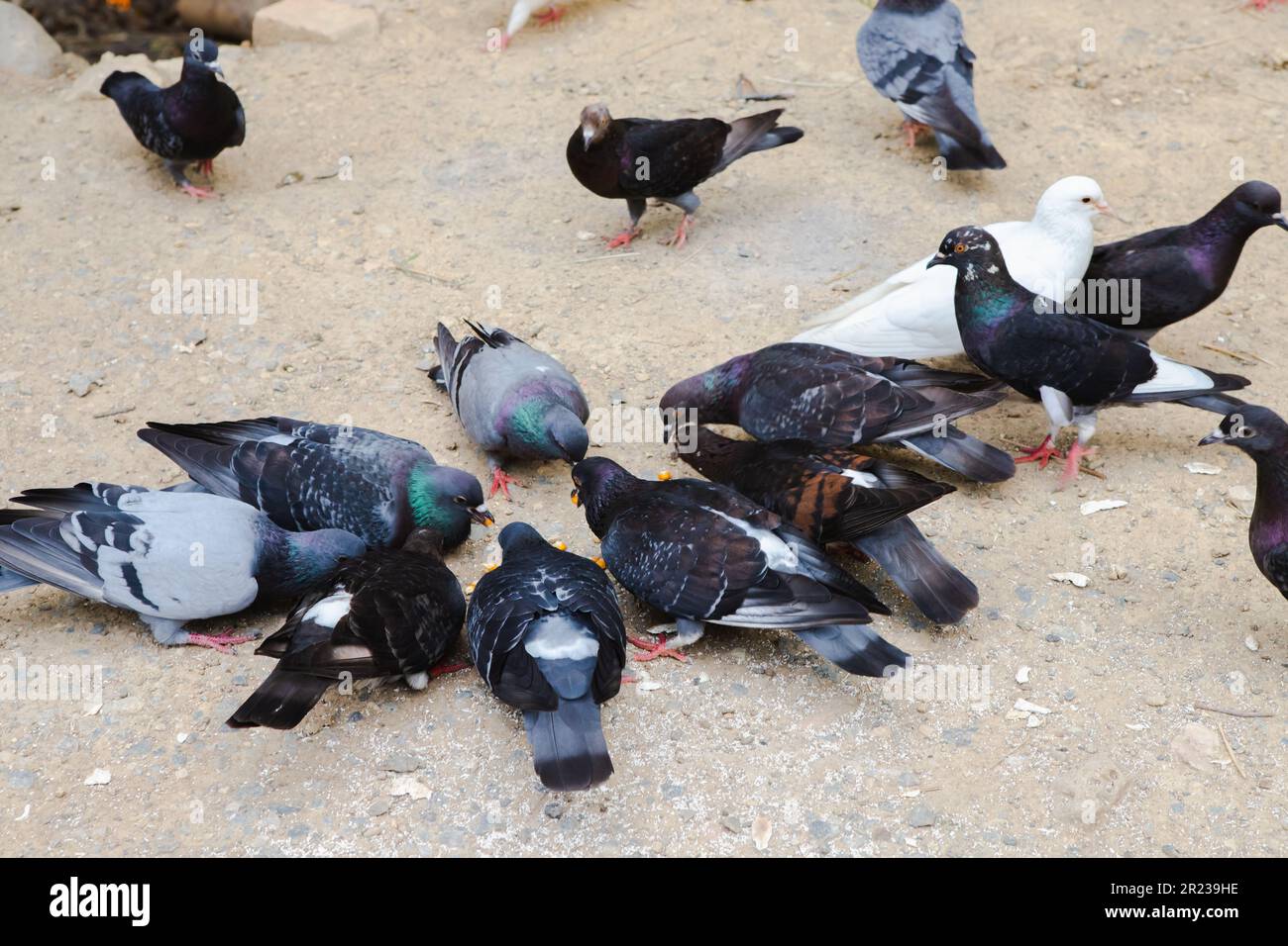 Pigeons are eating food on land and corn on lips, Pigeon group eat food