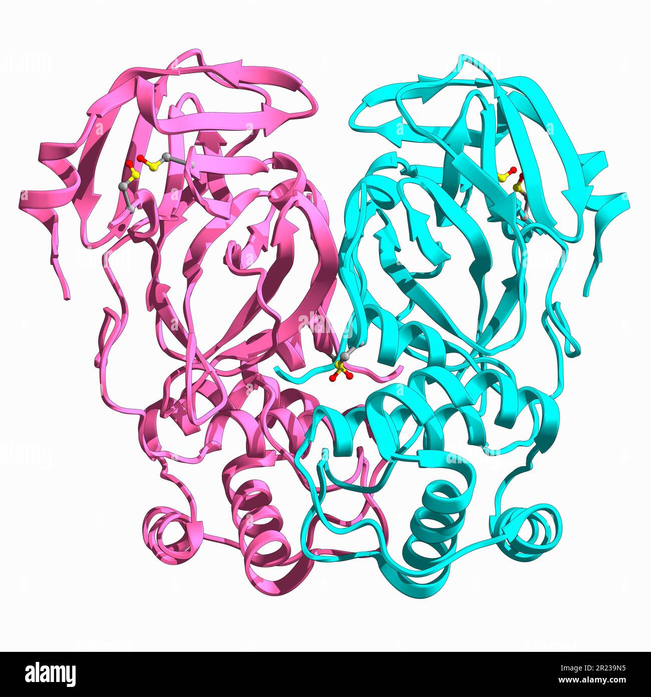 Sars Cov 2 Main Protease Molecular Model Stock Photo Alamy
