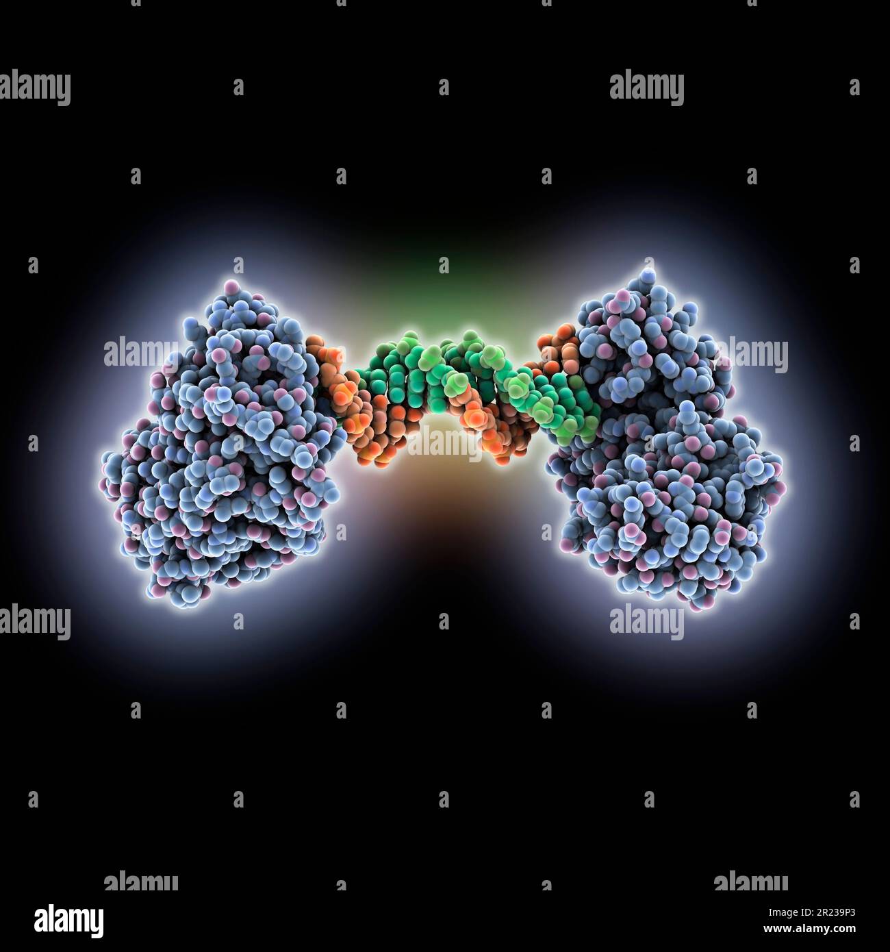 Reverse transcriptase complexed with DNA, molecular model Stock Photo ...