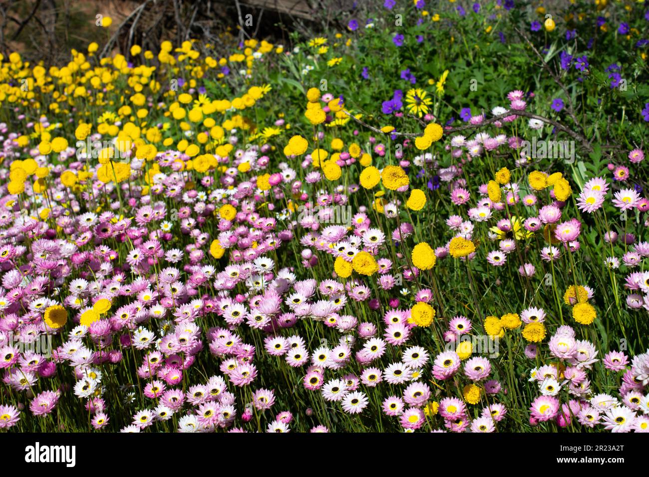 Western Australian Wildflowers Stock Photo