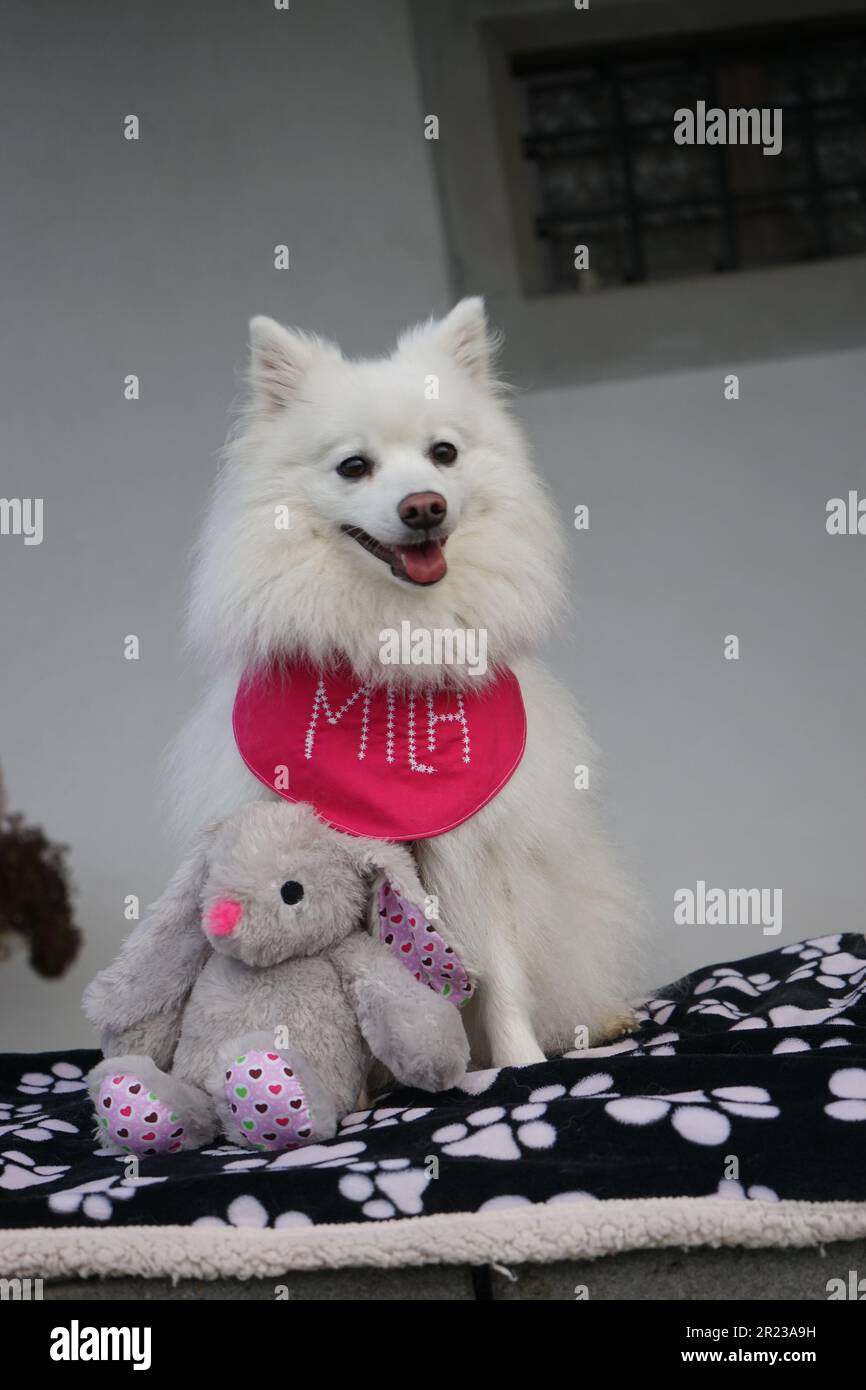 Japanese spitz best sale toy