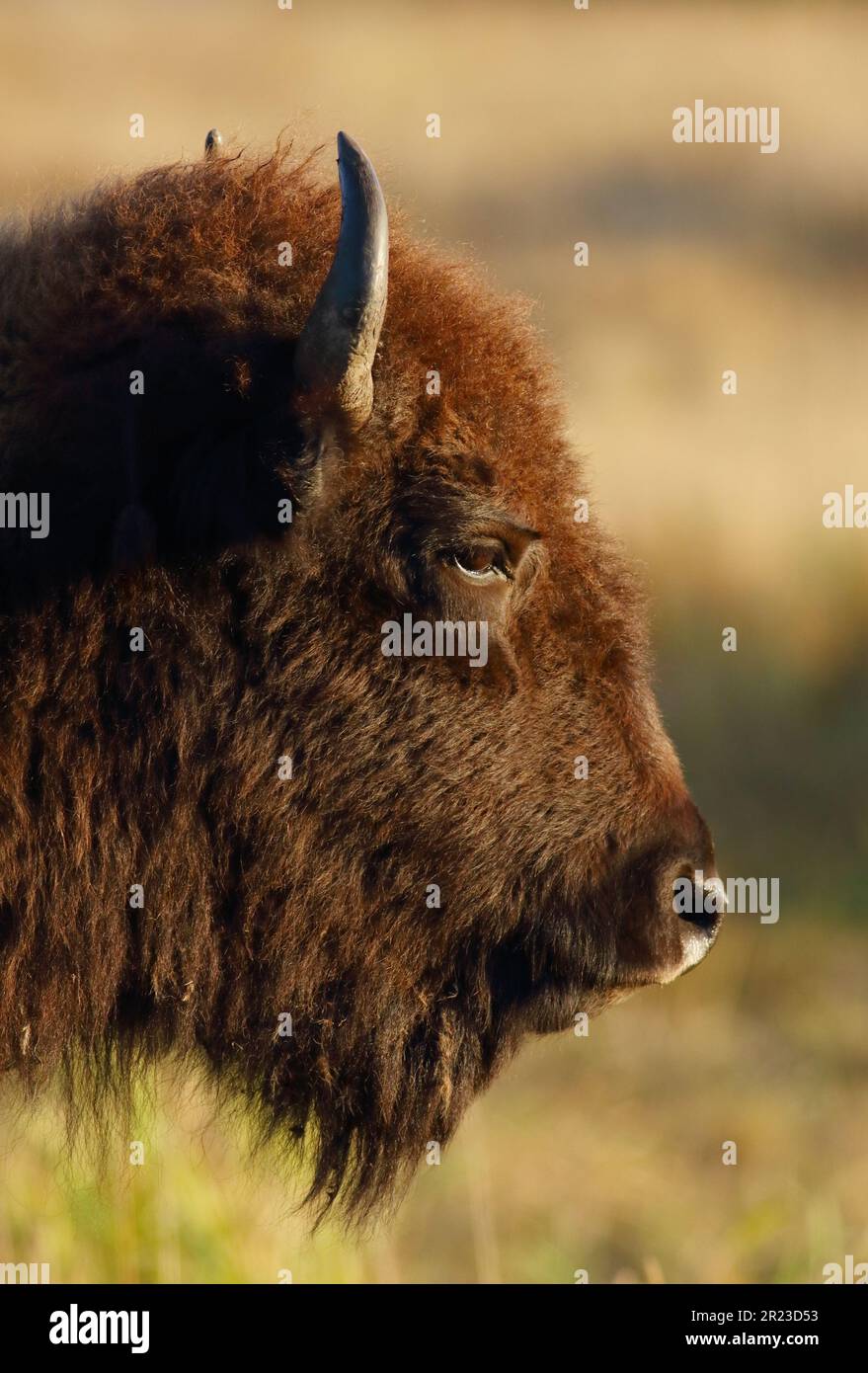 Portrait of wild Bison. Stock Photo
