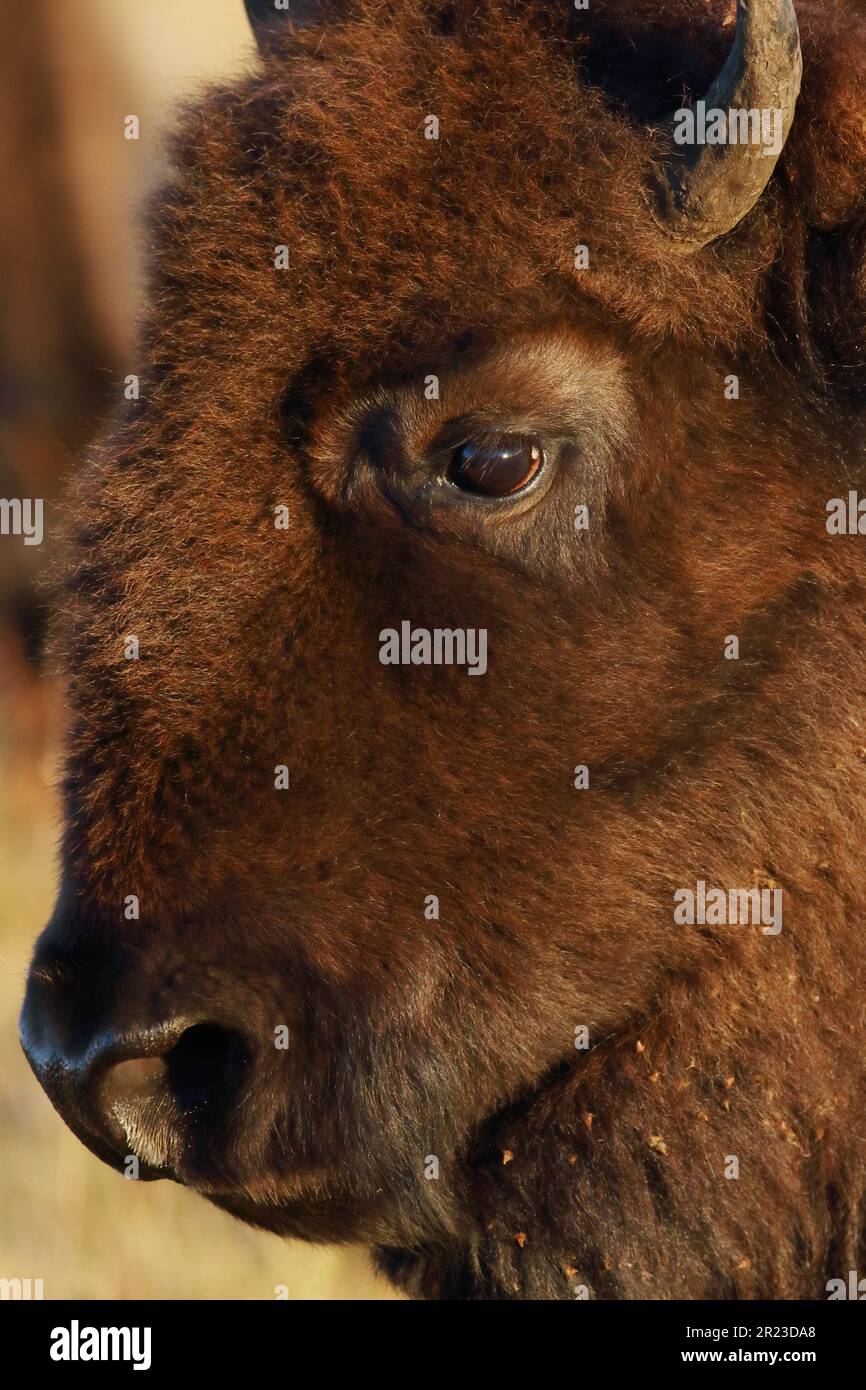 Portrait of wild Bison. Stock Photo
