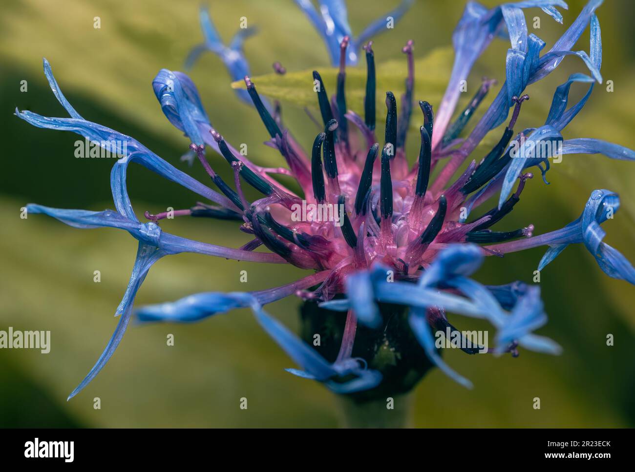 Close up to a mountain cornflower. Stock Photo