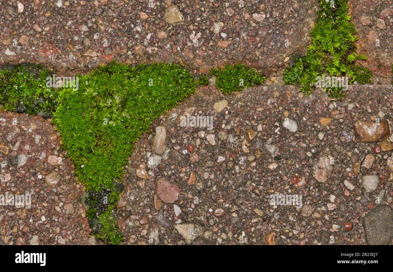 Green moss (Bryophyta) growing between garden paver cement bricks with copy space. Directly above closeup abstract image with detailed textures. Stock Photo
