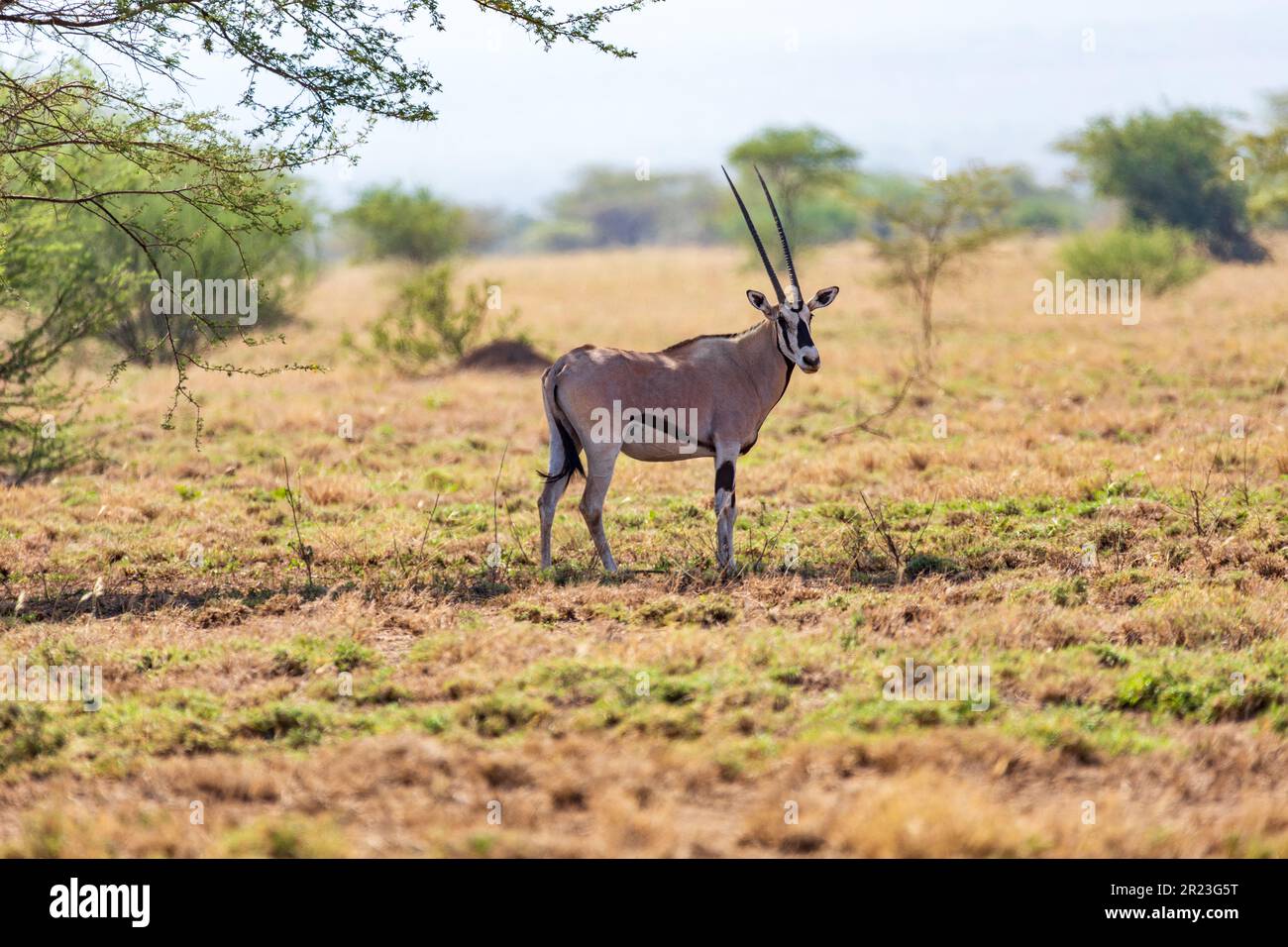 East African oryx (Oryx beisa), also known as the beisa, endemic species of medium-sized antelope from East Africa. Awash National Park. Ethiopia wild Stock Photo