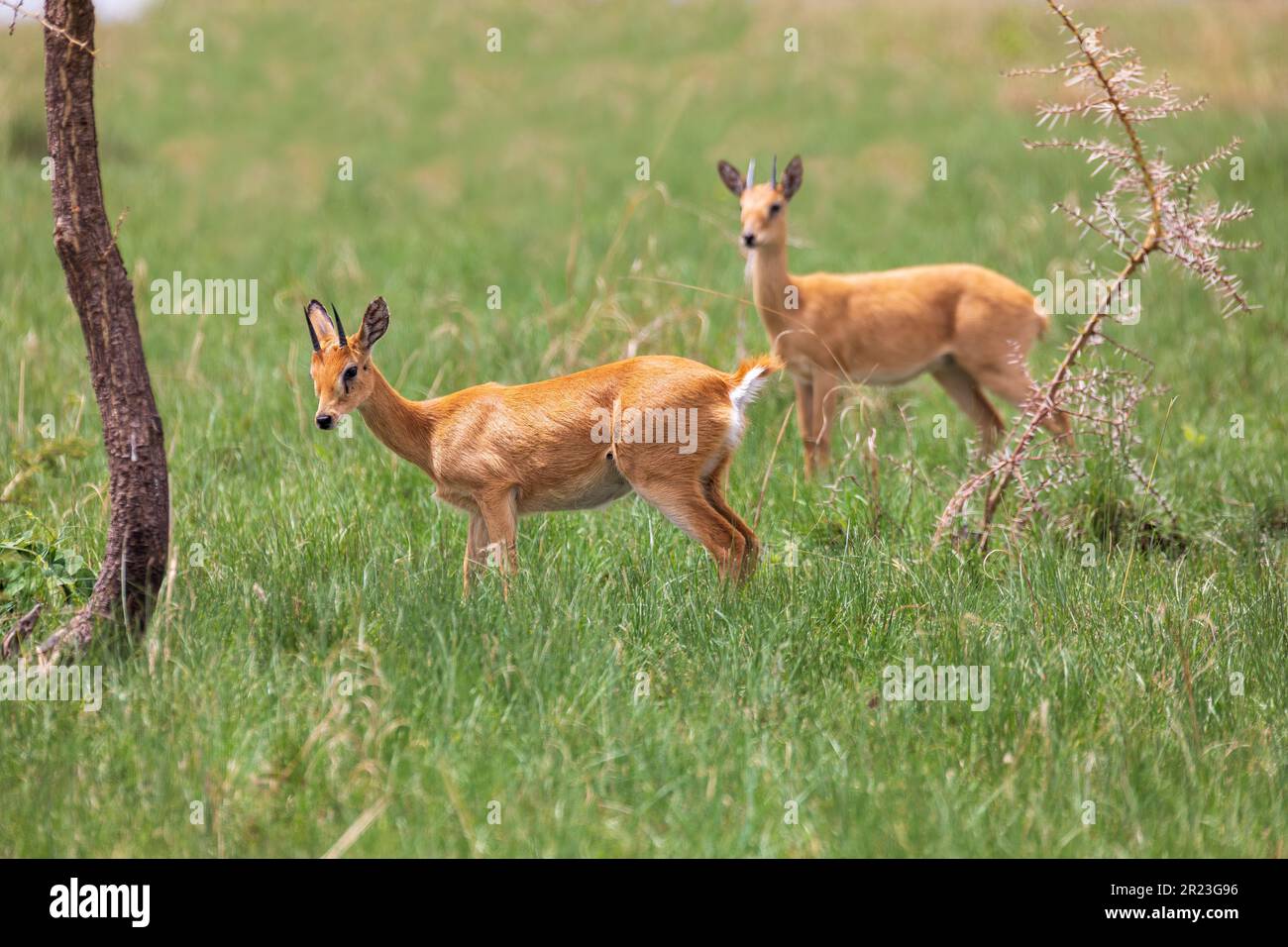 Oribi, (Ourebia ourebi gallarum), endemic small antelope found in eastern, southern and western Africa. Ethiopia, Senkelle Sanctuary, Africa wildlife Stock Photo