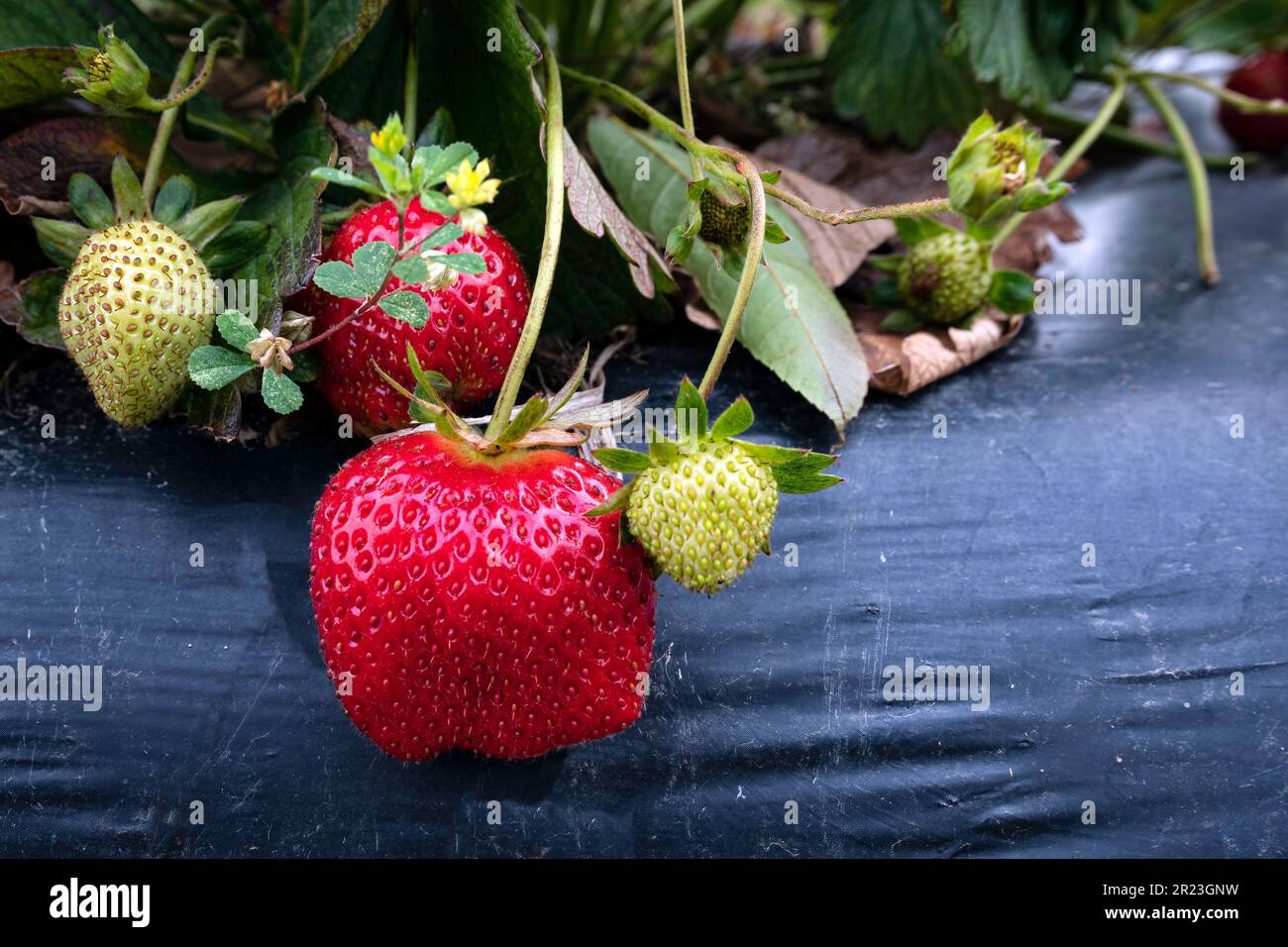 Close up of a ripe and unripe strawberries (Fragaria ananassa) growing ...