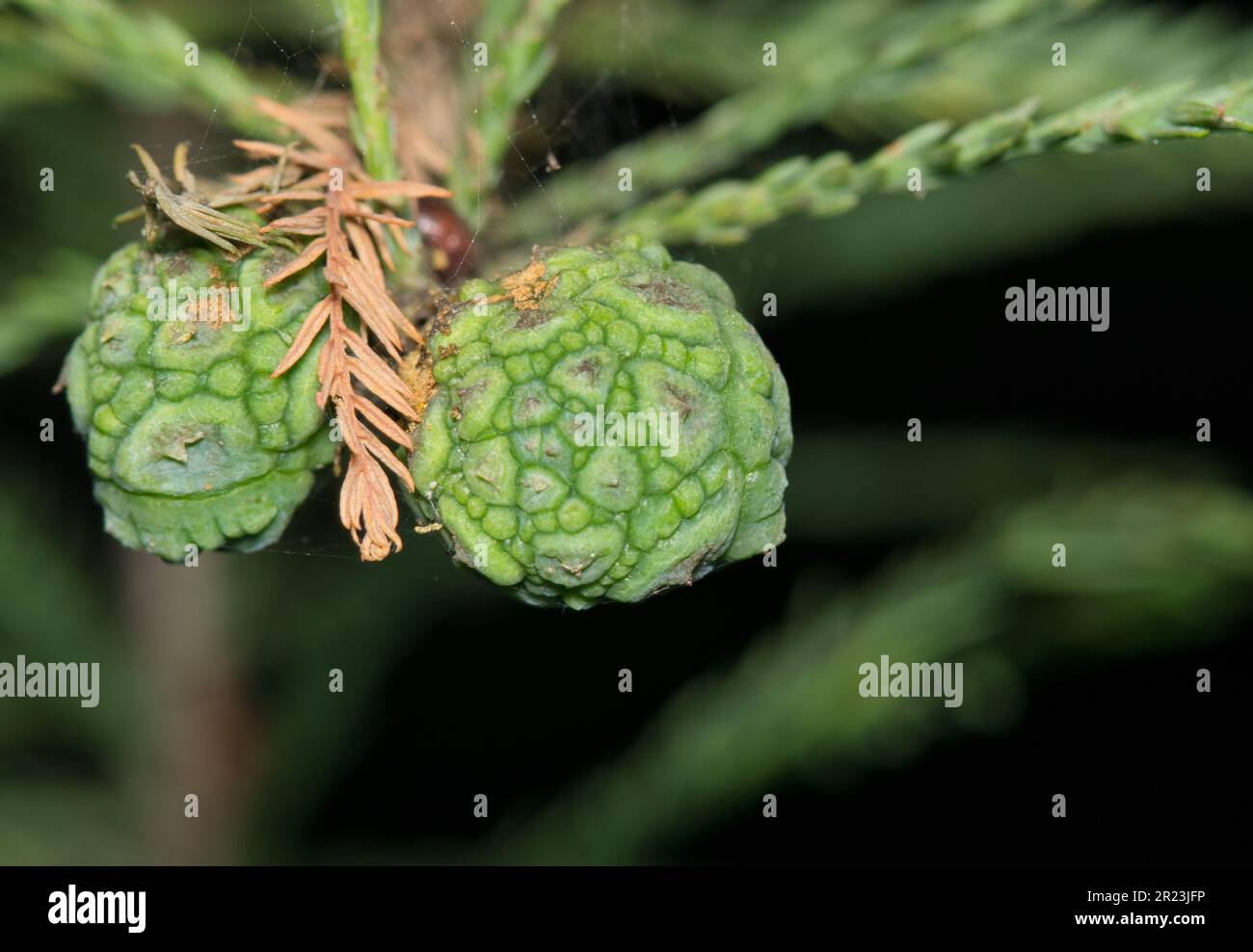 Bald Cypress (Taxodium distichum) isolated leaves and immature seed pods. Conifer tree in the Cupressaceae family found throughout the USA. Stock Photo