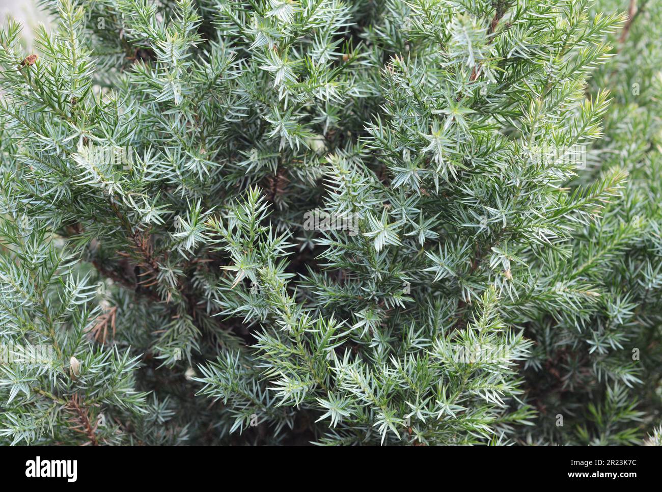 Close up on Juniperus chinensis Stricta texture background. Stock Photo