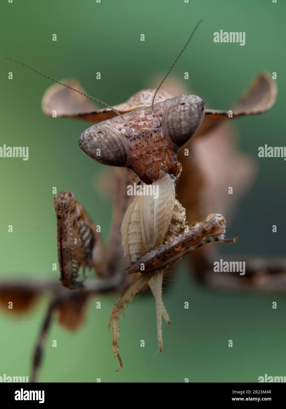 Very close-up view of a juvenile female dead leaf mantis (Deroplatys desiccata) facing the camera while eating a house cricket (Acheta domesticus). ve Stock Photo