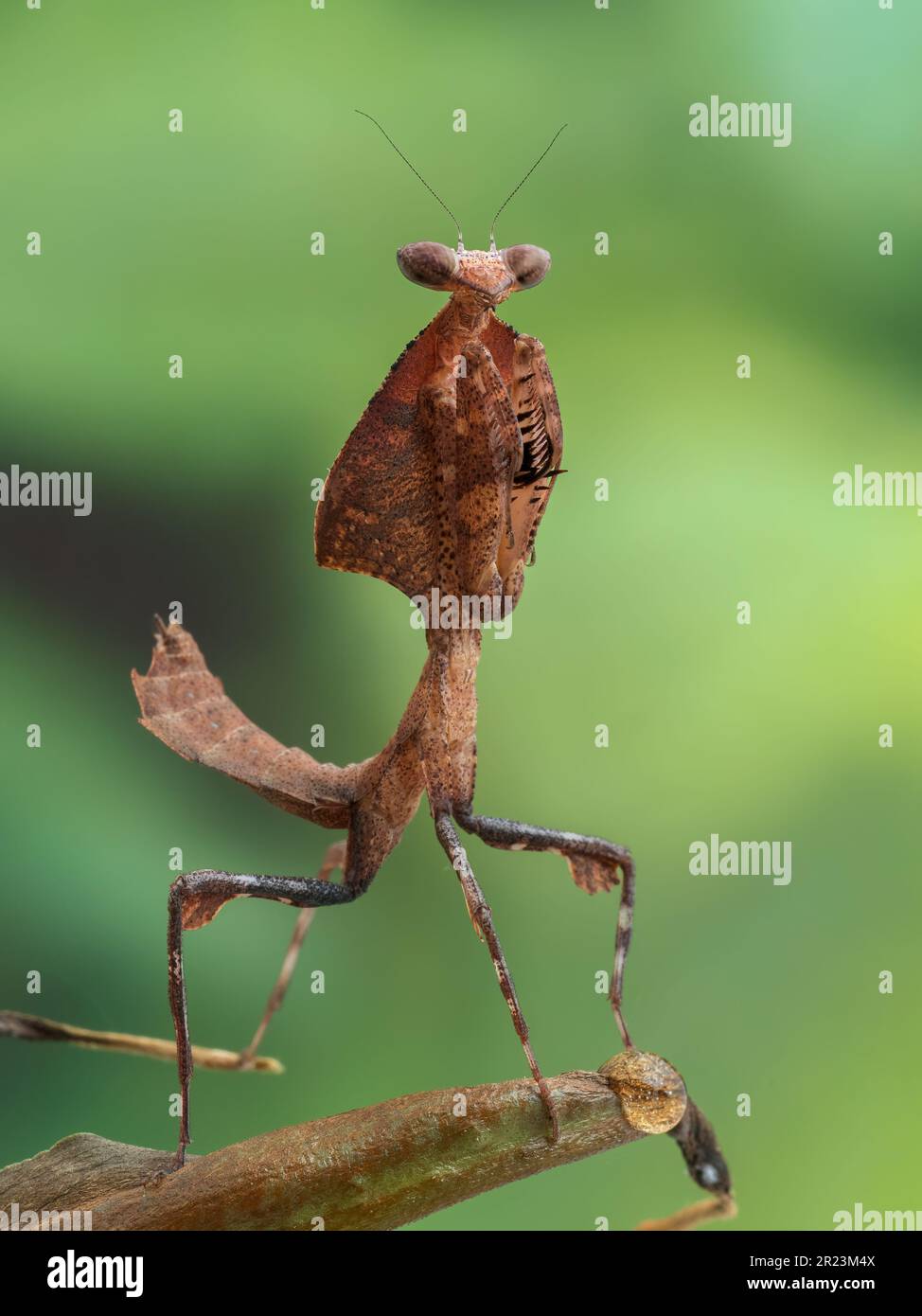 vertical image of a juvenile female dead leaf mantis (Deroplatys