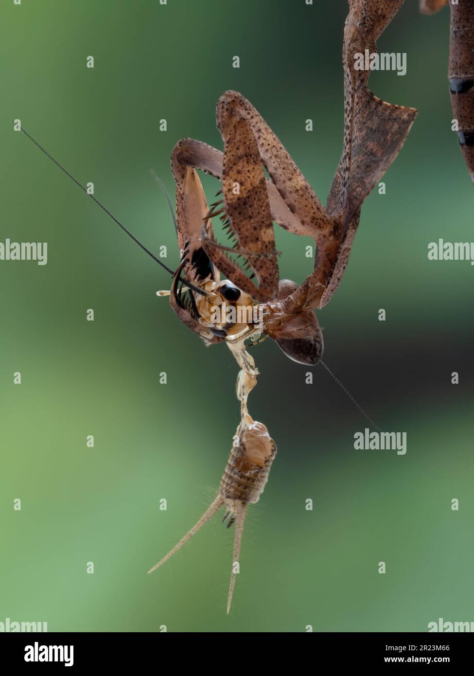 close-up of a juvenile female dead leaf mantis (Deroplatys desiccata) hanging upside-down from a leaf while eating a house cricket (Acheta domesticus) Stock Photo