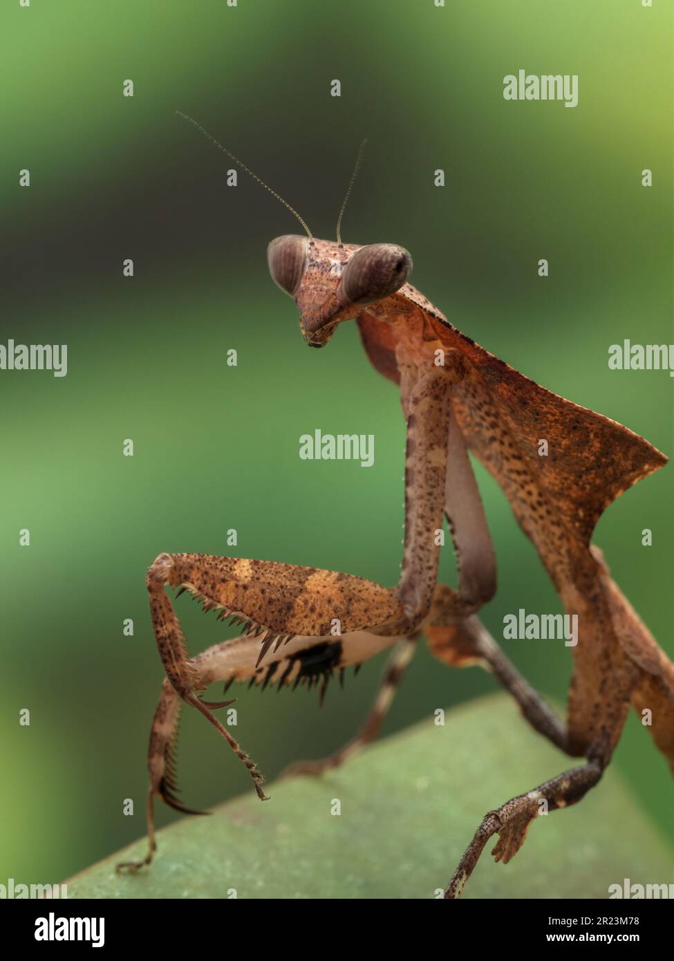 portrait of a dead leaf mantis (Deroplatys desiccata) looking over its shoulder at the camera Stock Photo