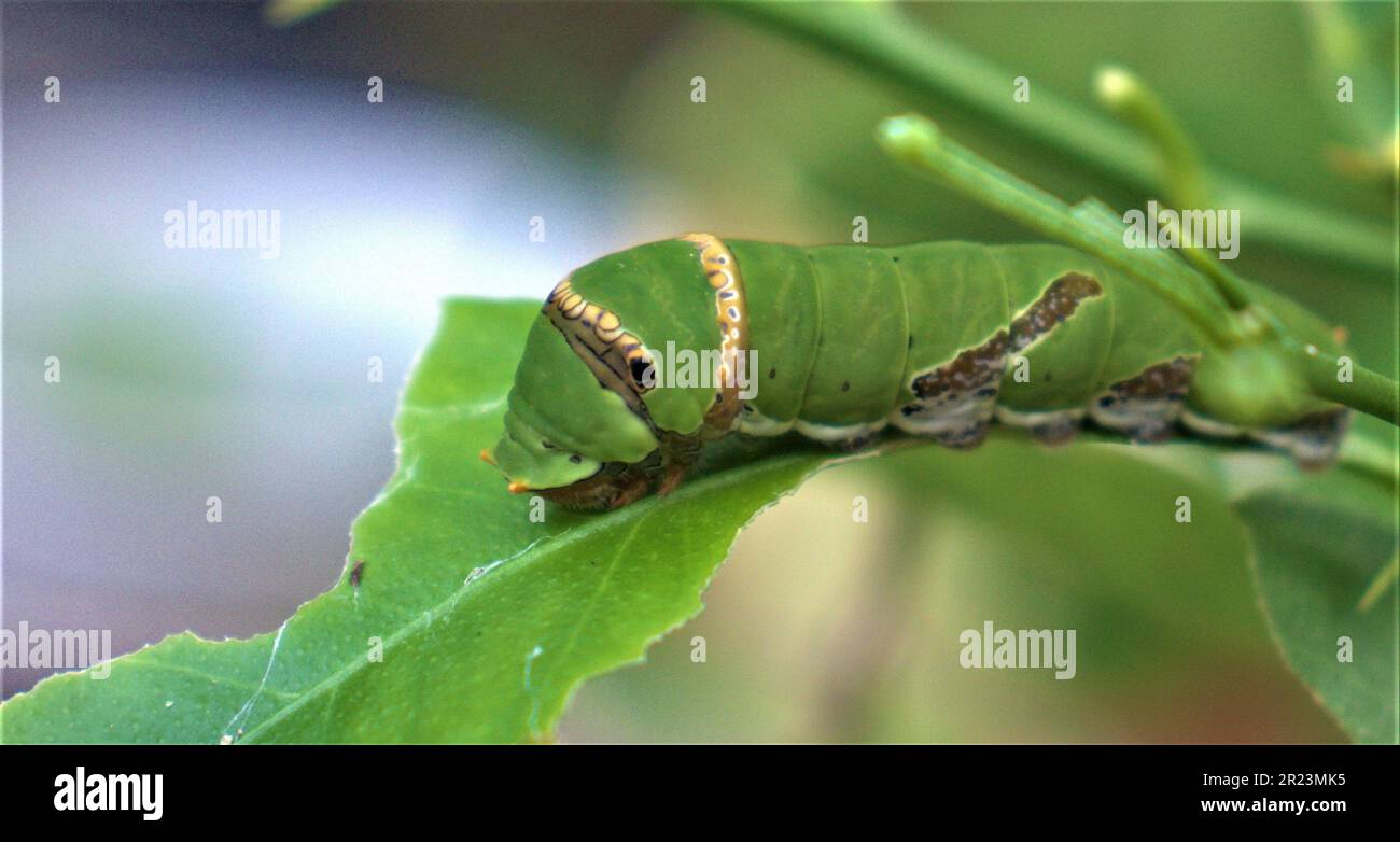 The Cute Green Caterpillar Stock Photo - Alamy