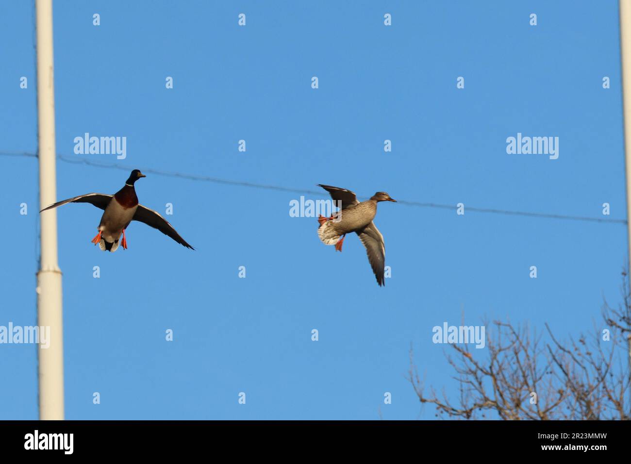 Two birds soaring in a serene blue sky above a landscape of electrical ...