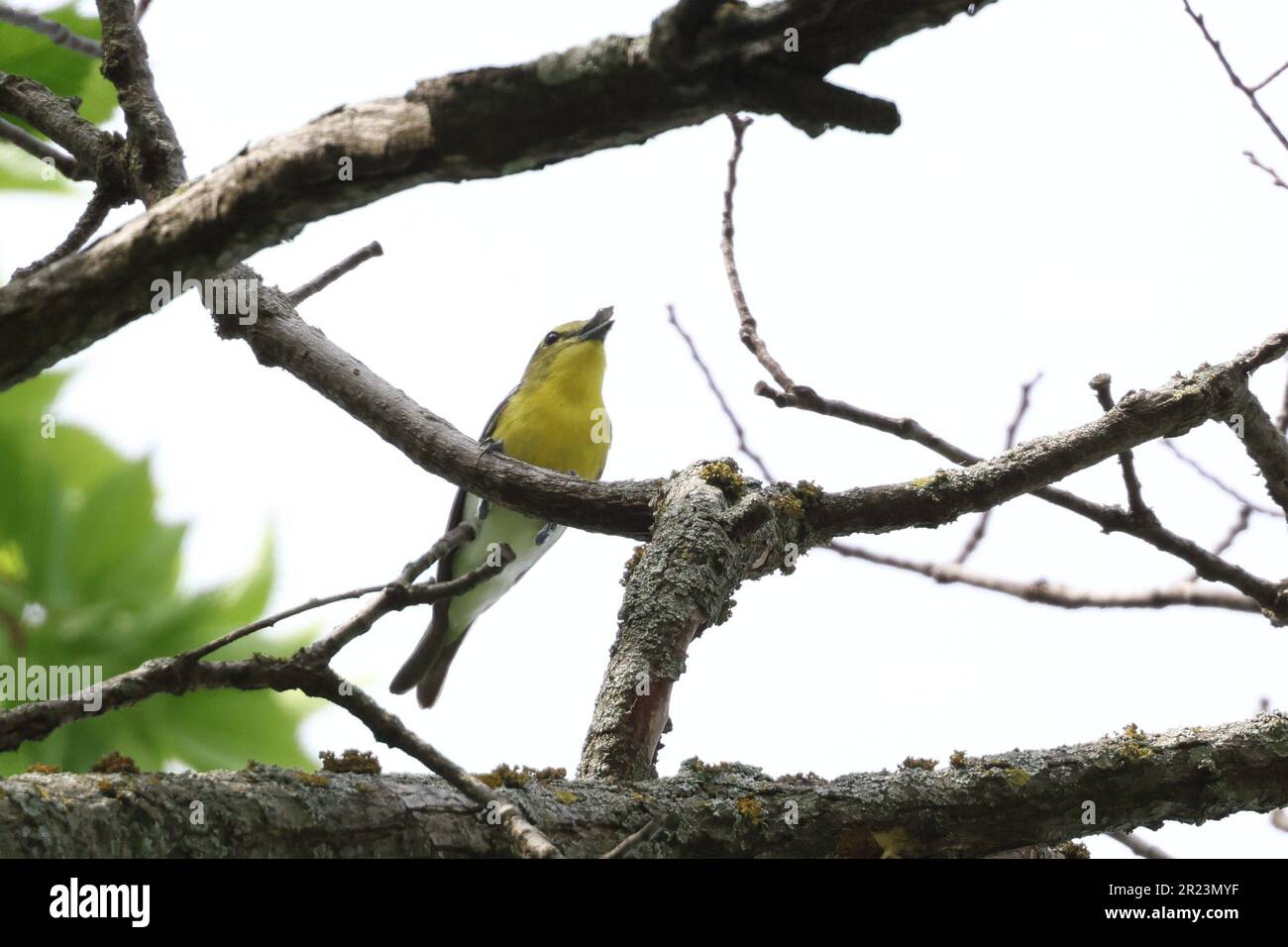 A small bird perched on a tree branch in a natural environment singing its melodious song into the sky on a sunny day Stock Photo