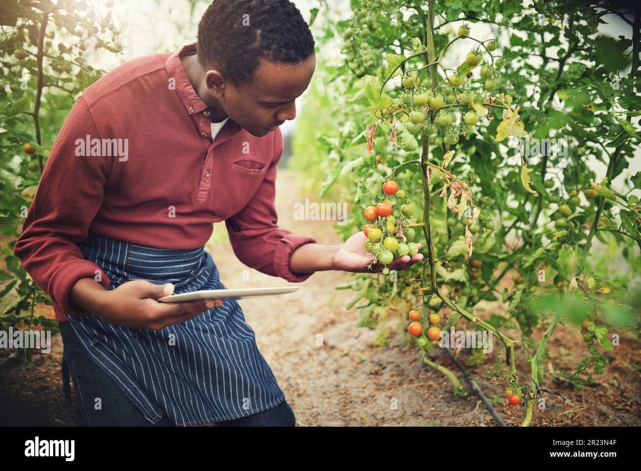 Black man, tablet and tomato farming, inspection with agriculture and ...