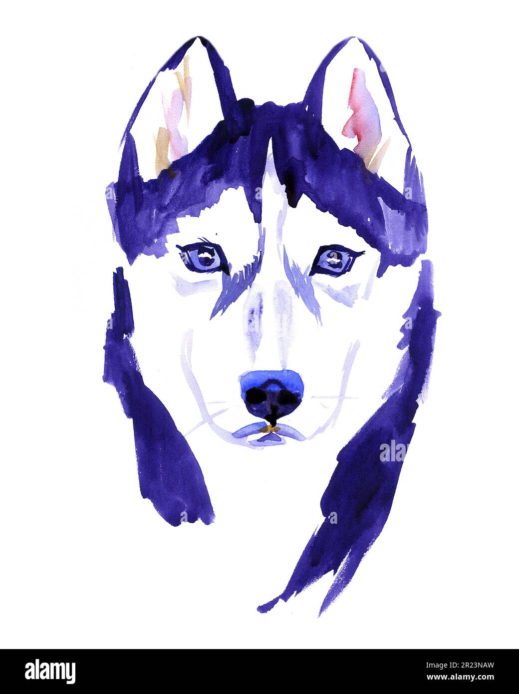 Watercolor husky dog isolated on white background. hand drawn illustration Stock Photo