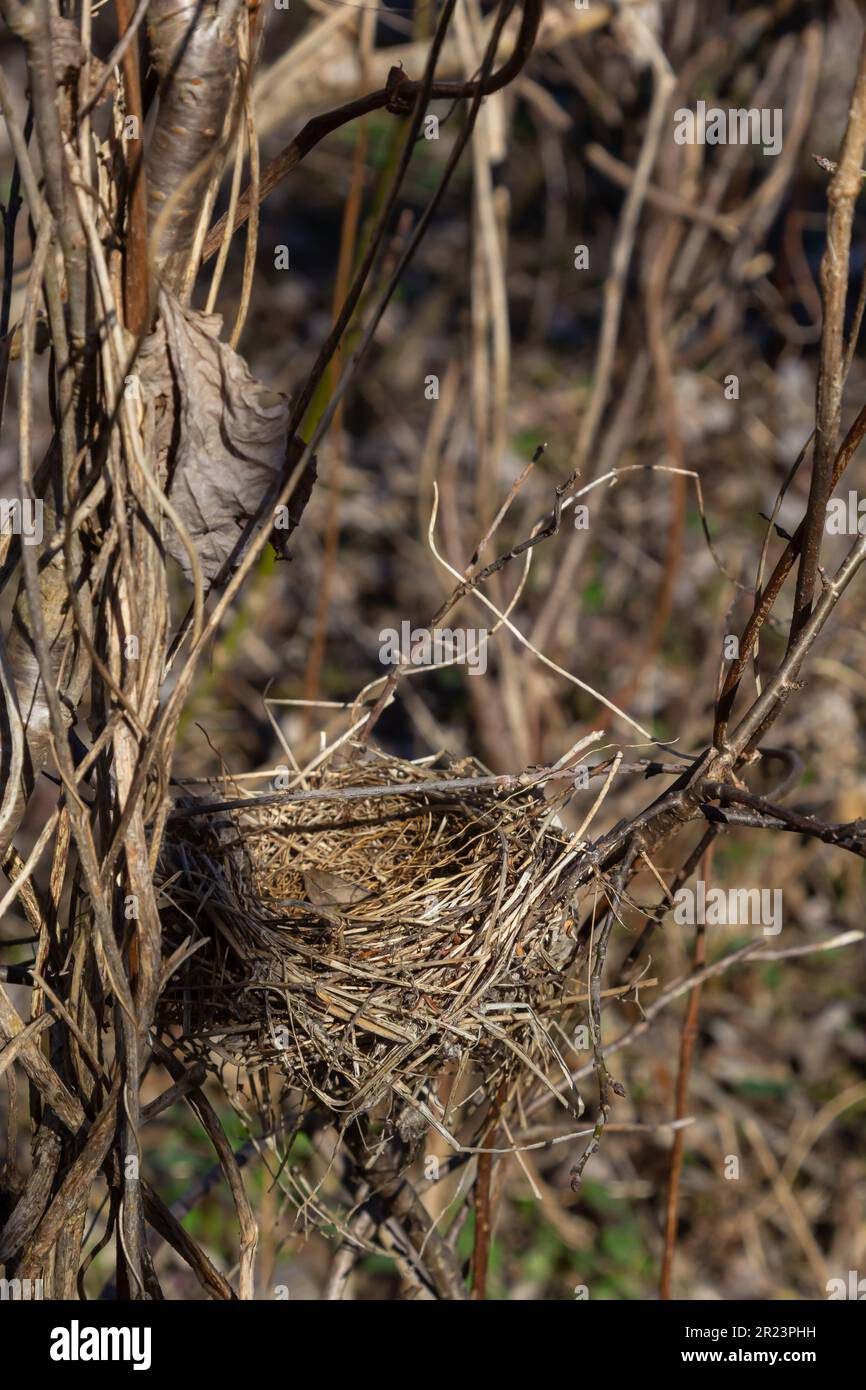 Empty bird's nest. Spring forest, in the bush there is an abandoned
