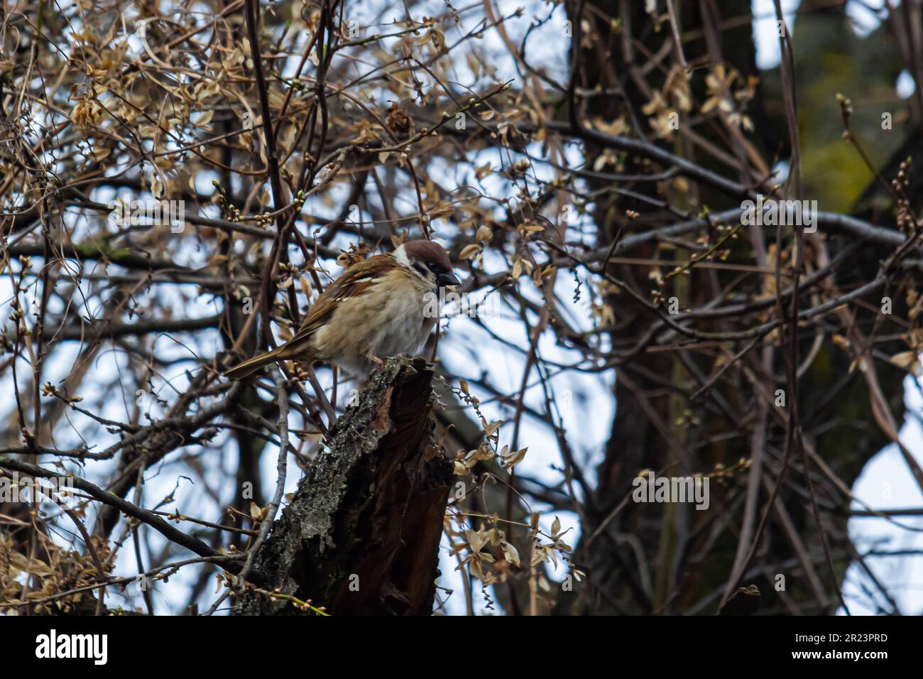 Eurasian tree sparrow Passer montanus. Portrait photos of common forest birds in Europe. Stock Photo