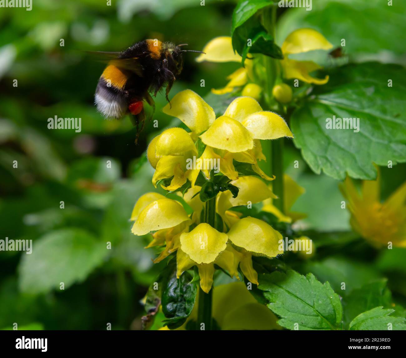 Bombus terrestris pollinating Yellow archangel Lamium galeobdolon in the forest summer sunny day. Stock Photo