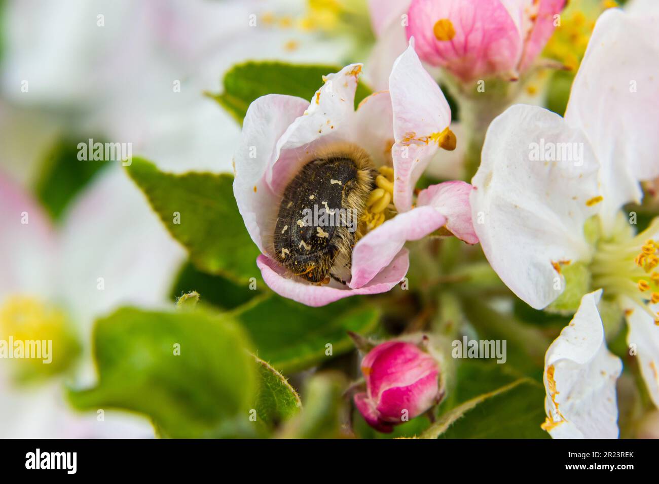 Pests of the orchard. hirta eats an apple flower. Spring