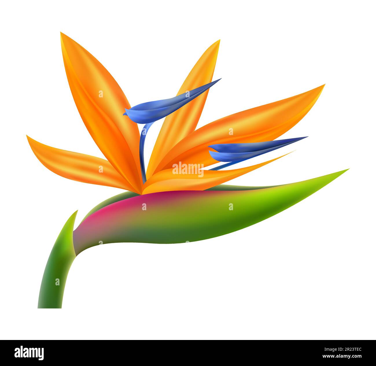 bird of paradise flower tropical plant vector illustration isolated on