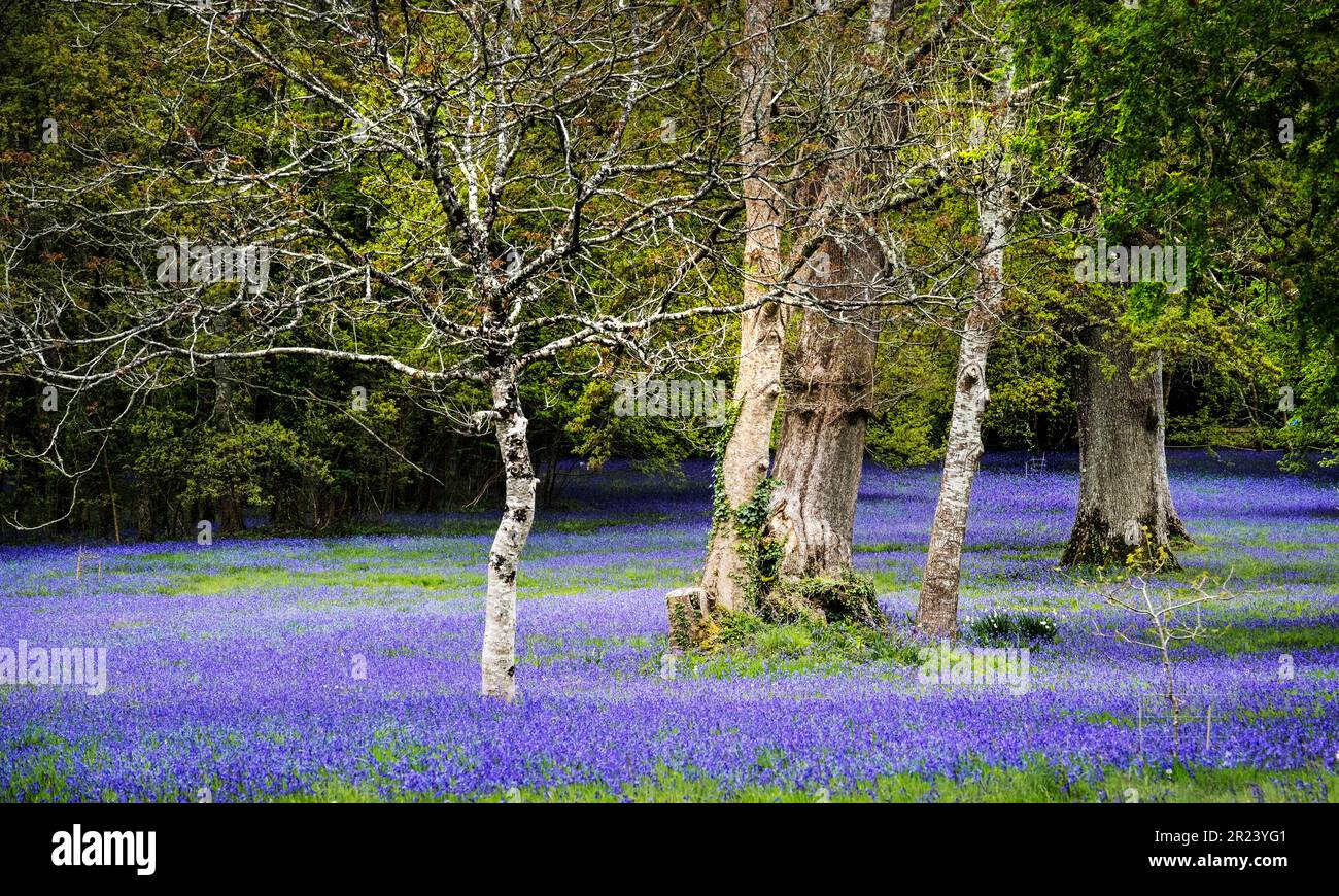 A field of Common English Bluebells Hyacinthoides non-script in the quiet; historic Parc Lye area in Enys Gardens in Penryn in Cornwall in the UK. Stock Photo