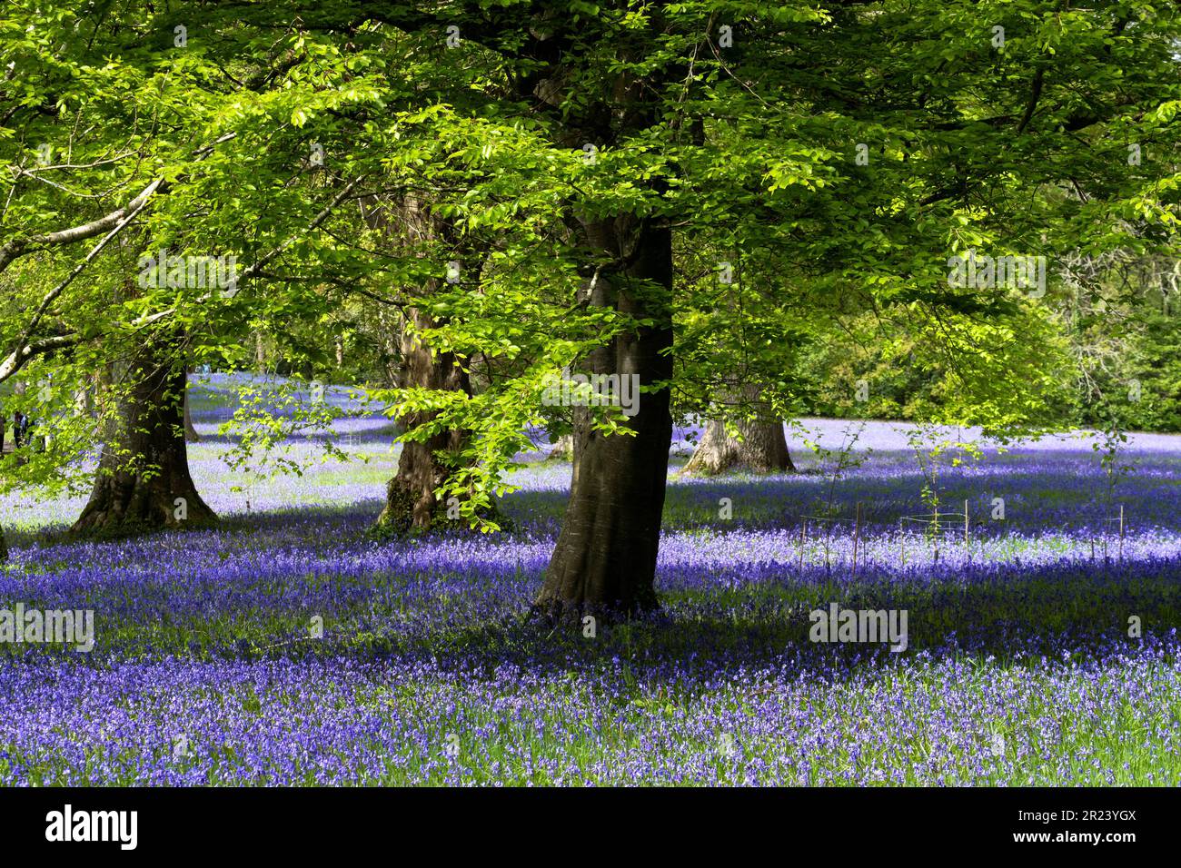 A field of Common English Bluebells Hyacinthoides non-script in the quiet  historic Parc Lye area in Enys Gardens in Penryn in Cornwall in the UK. Stock Photo