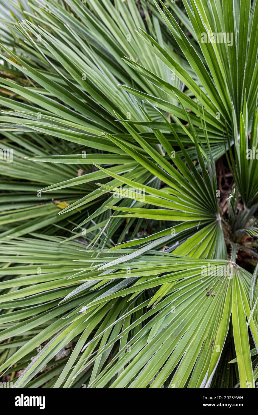 The spiky leaves foliage of Trachycarpus fortunei Chusan Palm growing