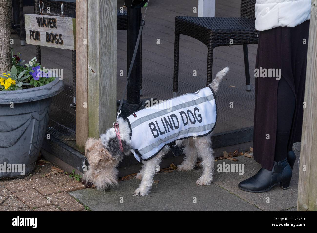 A blind dog on a lead. Stock Photo