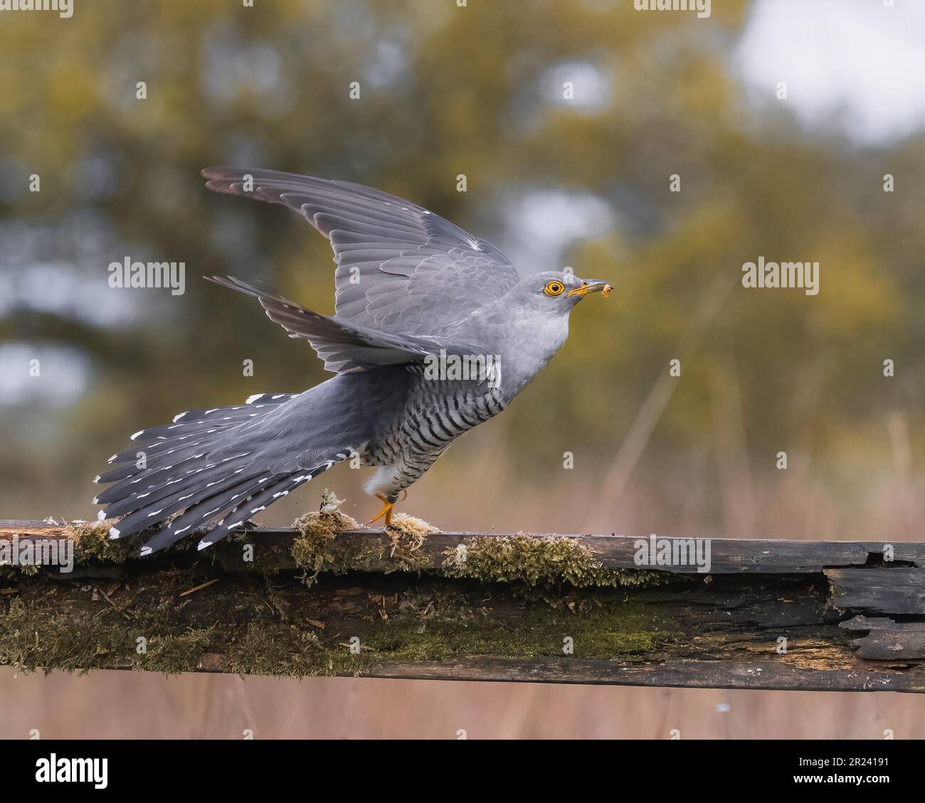 NOW Spring has finally arrived images of the UK’s fair weather friends ...