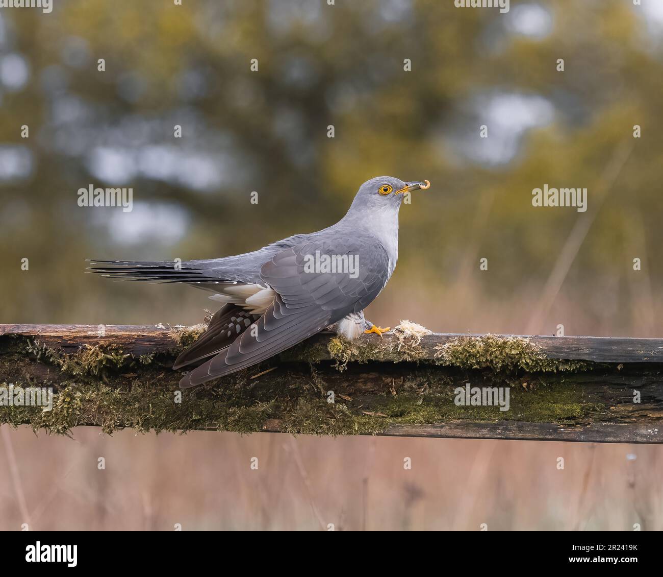 NOW Spring has finally arrived images of the UK’s fair weather friends ...