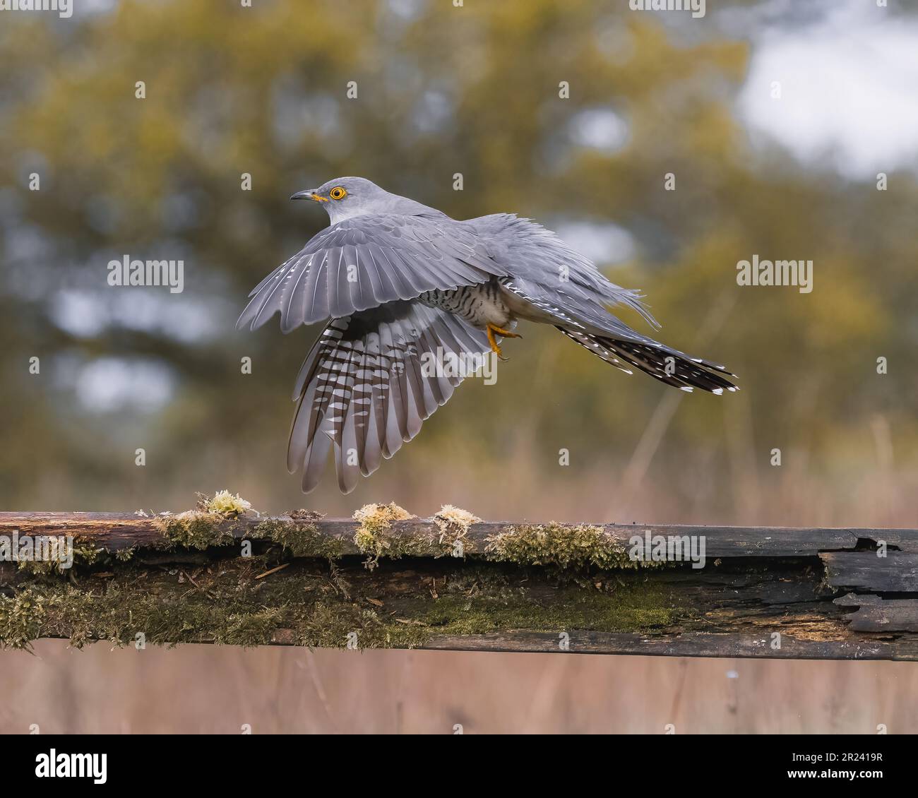 NOW Spring has finally arrived images of the UK’s fair weather friends ...
