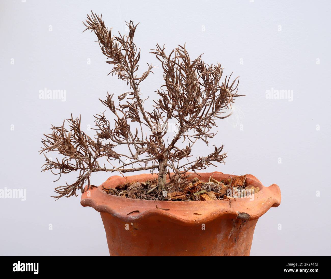 Dead Rosemary plant in pot Stock Photo Alamy